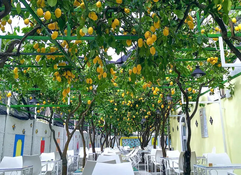 limonaia ristorante pineta 1903